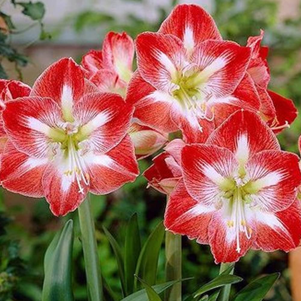 How to grow amaryllis zwiebeln from samen