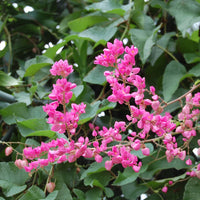How to grow antigonon blume samen
