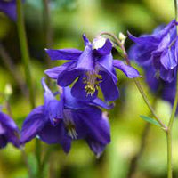 How to grow aquilegia samen in garten