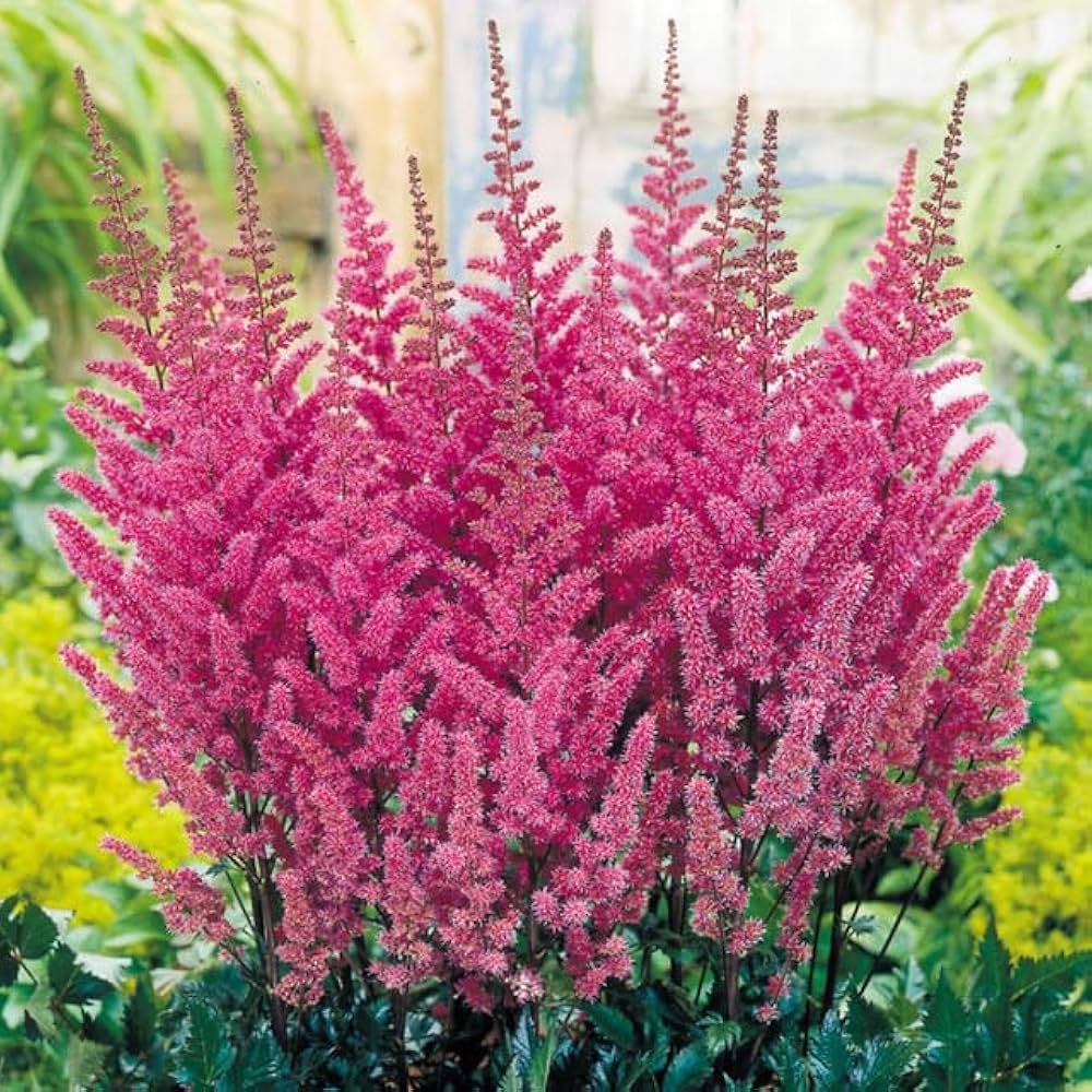 Astilbe blume samen wachsend in shaded garten areas

