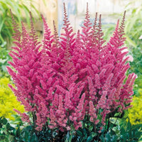 Astilbe blume samen wachsend in shaded garten areas
