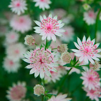 How to grow astrantia blumen from samen easily