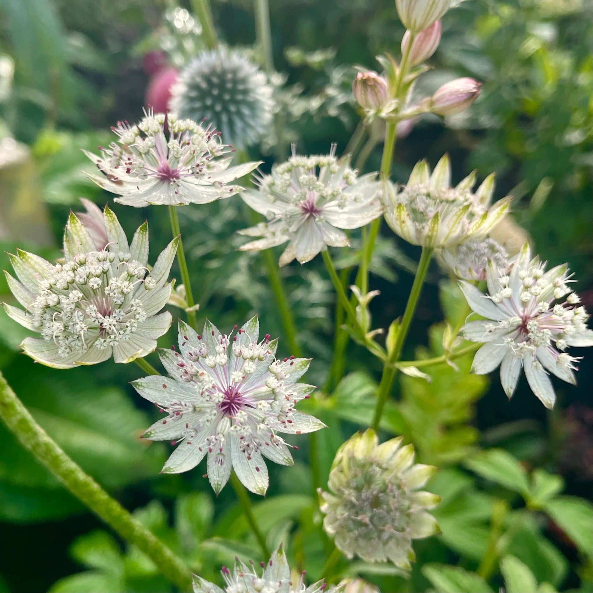 How to pflanze astrantia blume samen