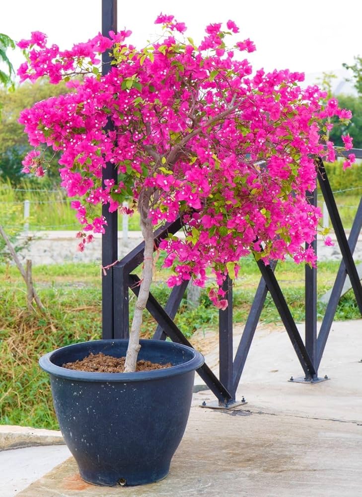 Bougainvillea samen wachsend into vibrant garten pflanzen
