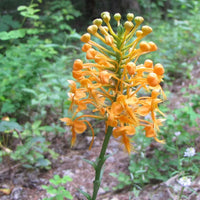 How to grow butterfly orchids from samen at home