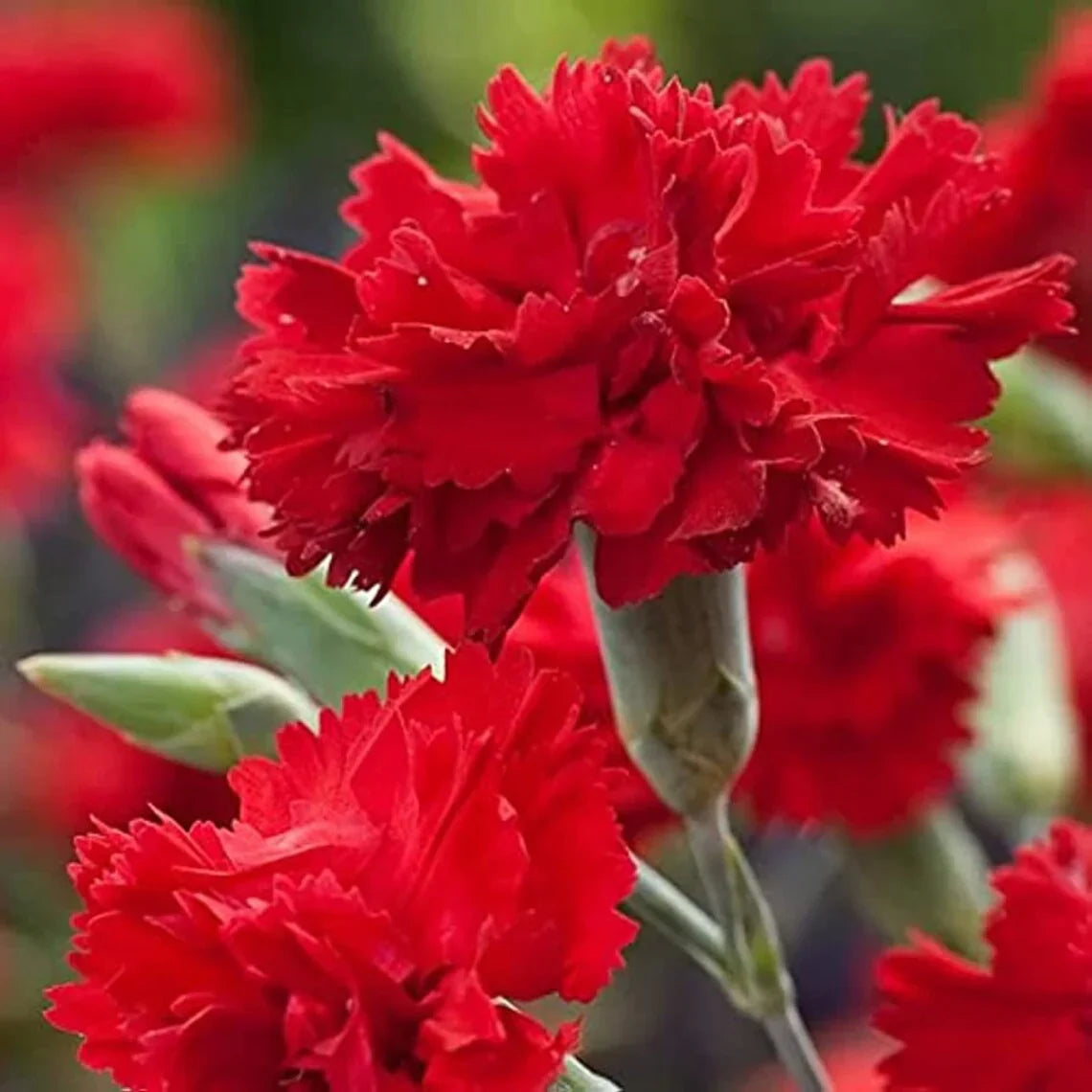 Bold rot carnation blume samen for stunning anpflanzung