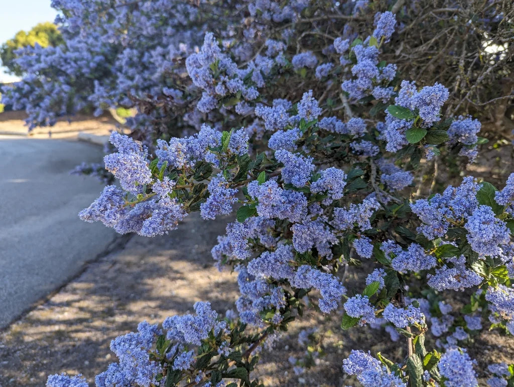 How to pflanze ceanothus prostratus samen