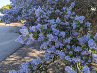 How to pflanze ceanothus prostratus samen