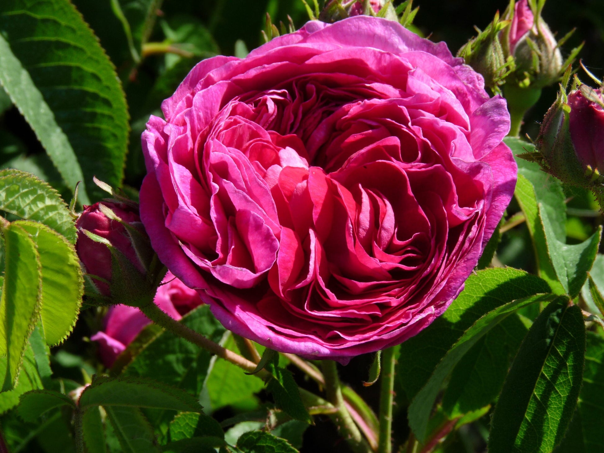 How to grow charles de mills blumen from samen
