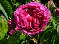 How to grow charles de mills blumen from samen