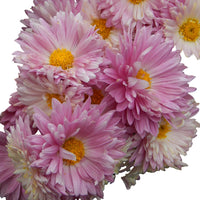 How to pflanze chrysanthemum blume samen