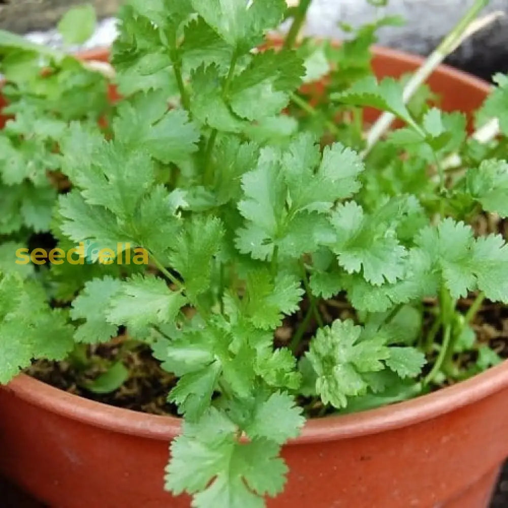 Grow coriander samen – easy-to-grow annual herb for containers