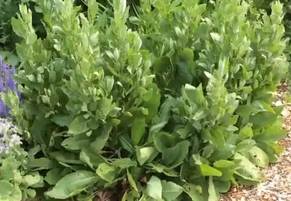 Costmary Blumensamen zur Aussaat – Drought verträglich – Traditionssorte & ohne Gentechnik Samen Hausgarten