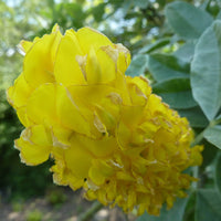 How to grow cytisus battandieri from samen