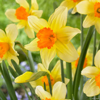 How to grow orange rot daffodil from samen