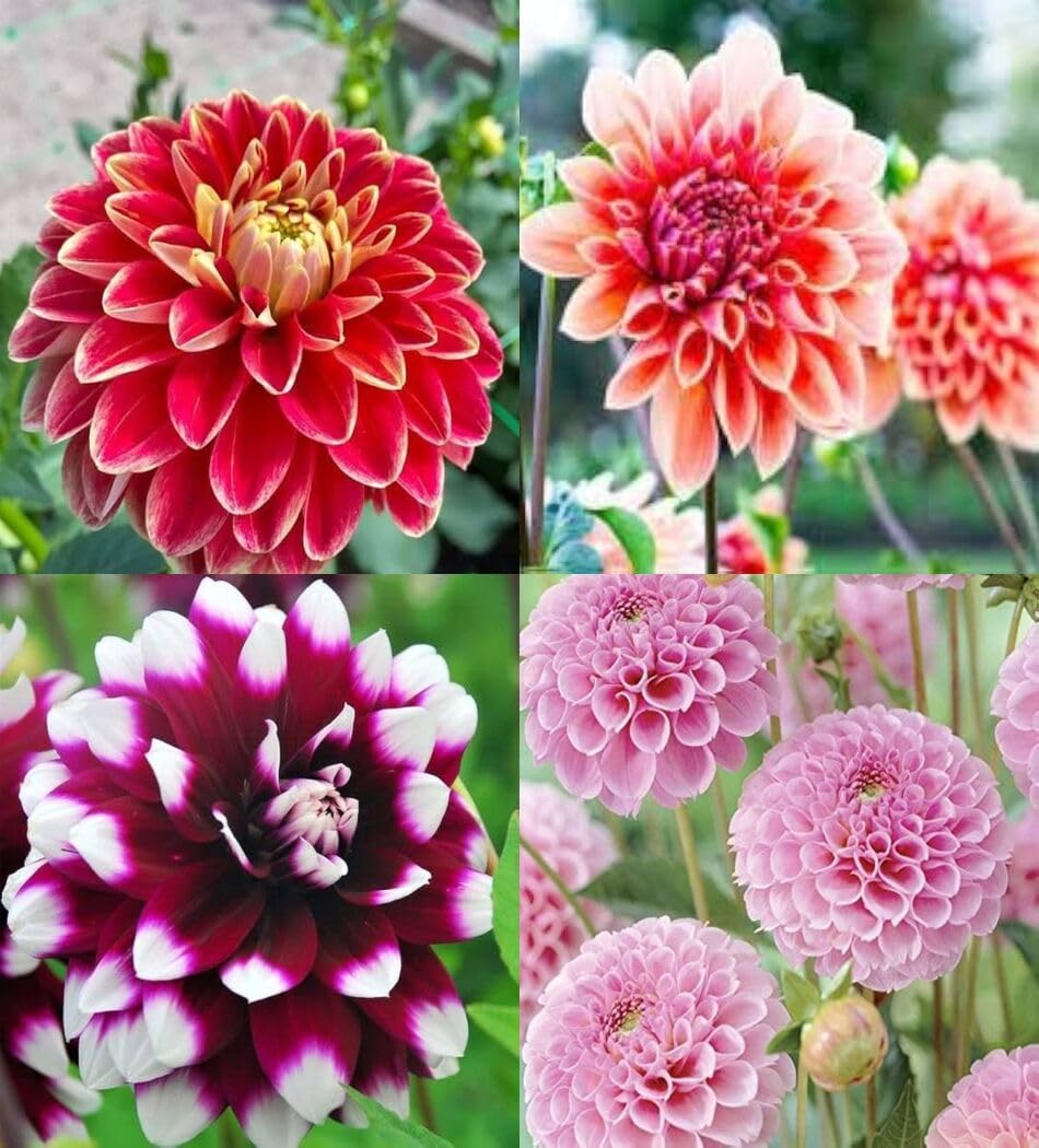 How to grow butterscotch dahlia from samen