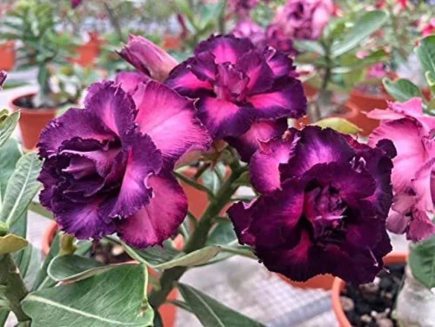 Guide to wachsend desert rose from adenium obesum samen