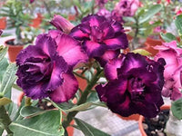 Guide to wachsend desert rose from adenium obesum samen