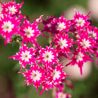 Wachsend drummondii blume samen with easy anpflanzung steps
