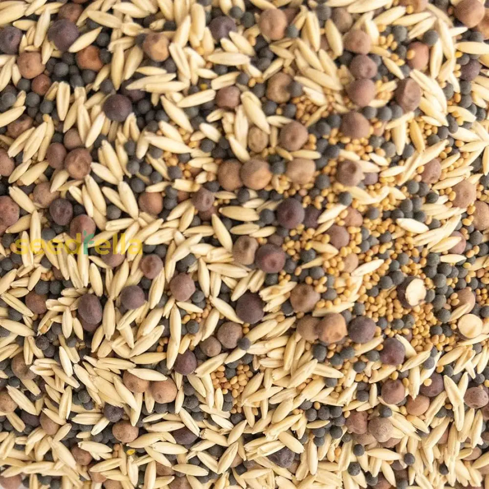 anbauen Forage Crop Samen – Sustainable gentechnikfrei Cover Crop