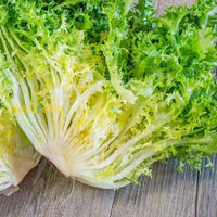 anbauen Frisée Endive Samen – Easy-to-anbauen Leafy Greens for Pots