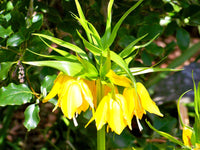 How to grow fritillaria imperialis gelb blumen