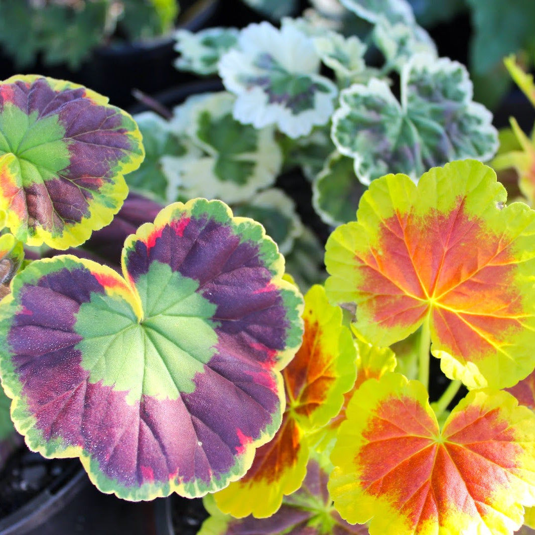 How to grow mixed leaf geranium pflanzen from samen