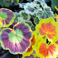 How to grow mixed leaf geranium pflanzen from samen