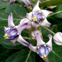 Gigantea blume pflanzen wachsend in garten beds
