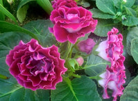 How to grow rosa gloxinia from samen
