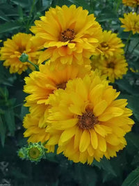 How to grow heliopsis blumen from samen