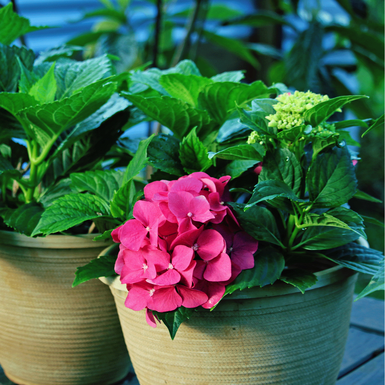 How to grow deep rosa hydrangea from samen easily