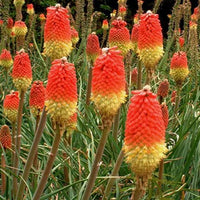 Rot kniphofia blume samen for bold anpflanzung | vibrant perennial