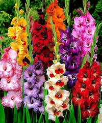 How to grow lavender tulip from samen