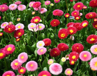 How to grow leucanthemum shasta daisies from samen