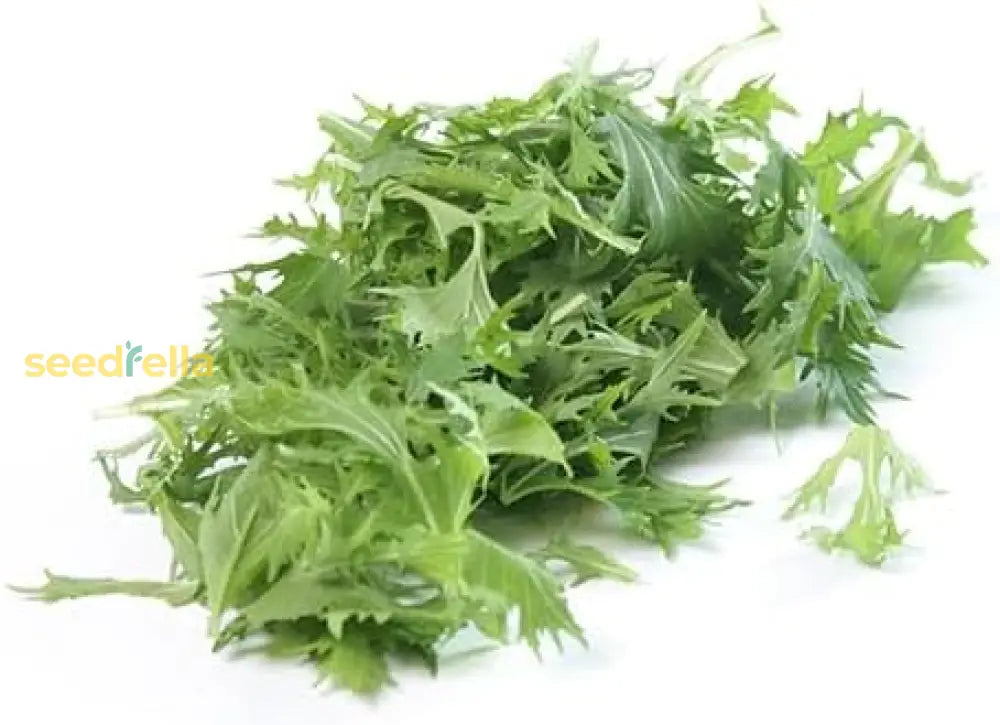 anbauen Mizuna Baby Leaf Samen – Fast-Anbau Leafy Greens