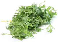 anbauen Mizuna Baby Leaf Samen – Fast-Anbau Leafy Greens