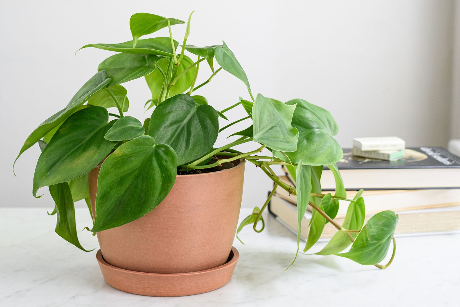 Philodendron Blumensamen zur Aussaat hochwertige Qualitäts- Traditionssorte & ohne Gentechnik Samen Hausgarten