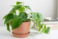 Philodendron Blumensamen zur Aussaat hochwertige Qualitäts- Traditionssorte & ohne Gentechnik Samen Hausgarten