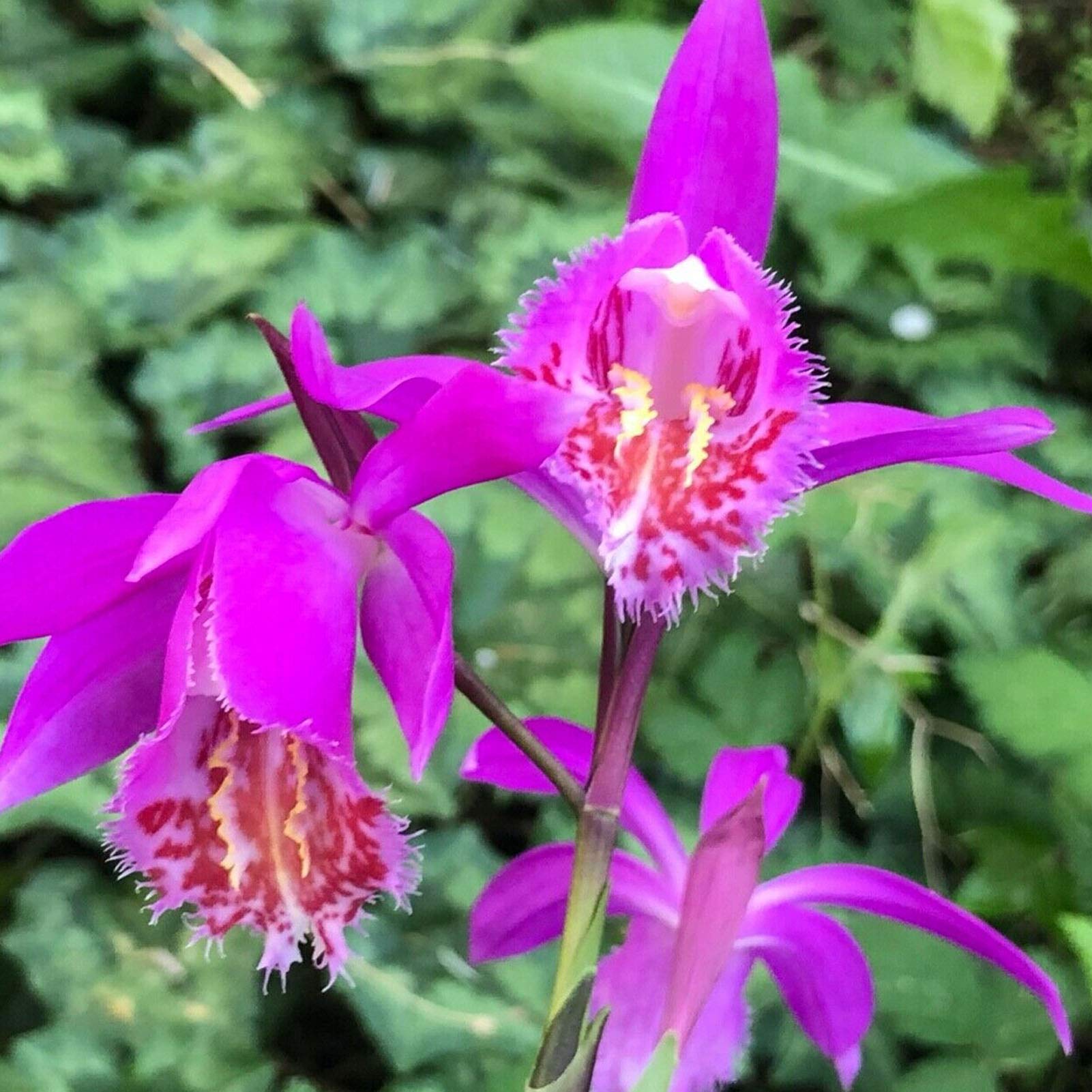 Guide to wachsend rosa butterfly orchids from samen