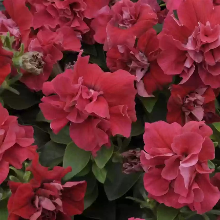 How to pflanze rot double petunia samen
