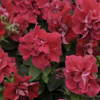 How to pflanze rot double petunia samen