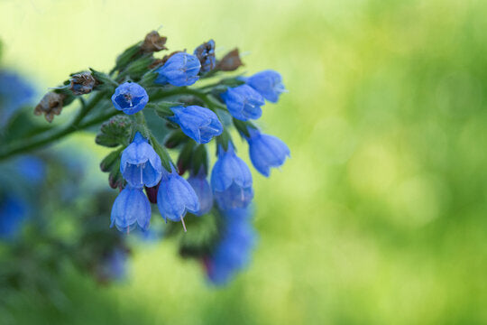 How to grow symphytum blume samen