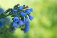How to grow symphytum blume samen