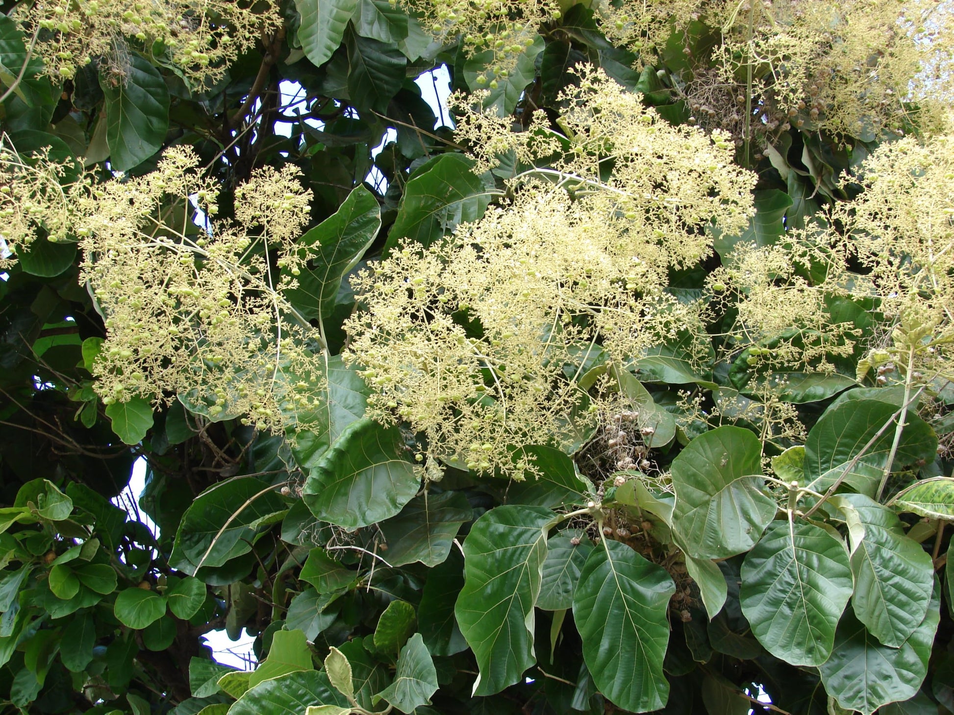 How to grow tectona grandis (teak tree) from samen