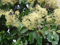 How to grow tectona grandis (teak tree) from samen