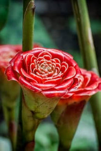 How to grow torch ginger from samen easily
