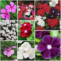 Vinca blume samen thriving in full sun