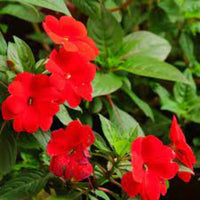 How to grow walleriana from samen for vibrant gardens