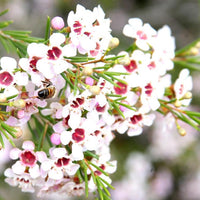 Guide to wachsend weiß chamelaucium uncinatum waxflowers from samen